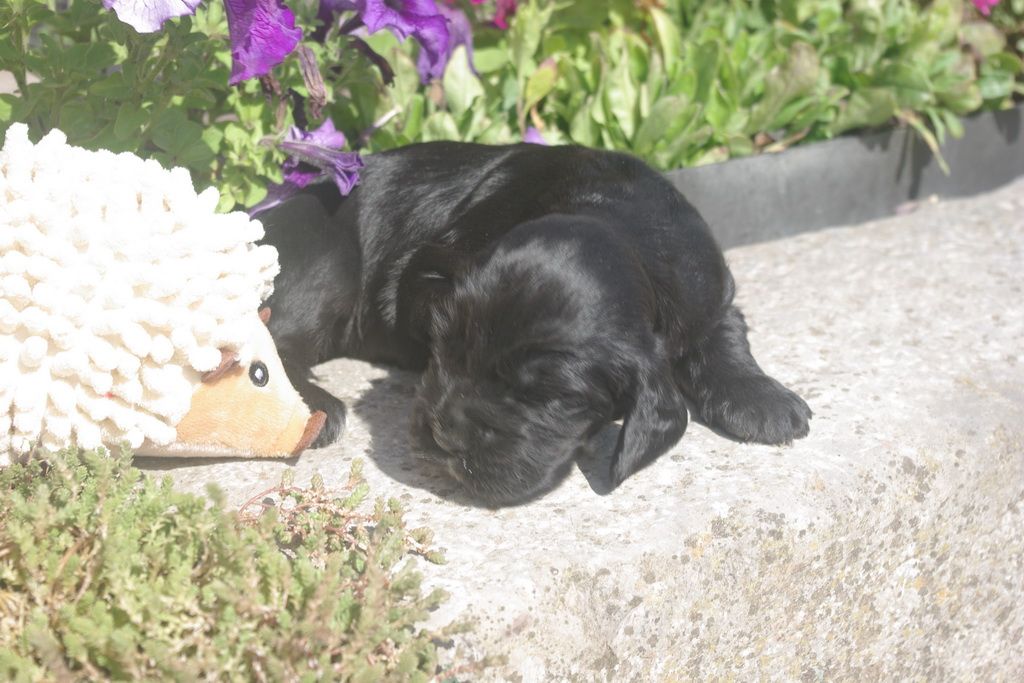 images/contenu/Chiots/Cocker/005/8-cocker_anglais_3.jpg