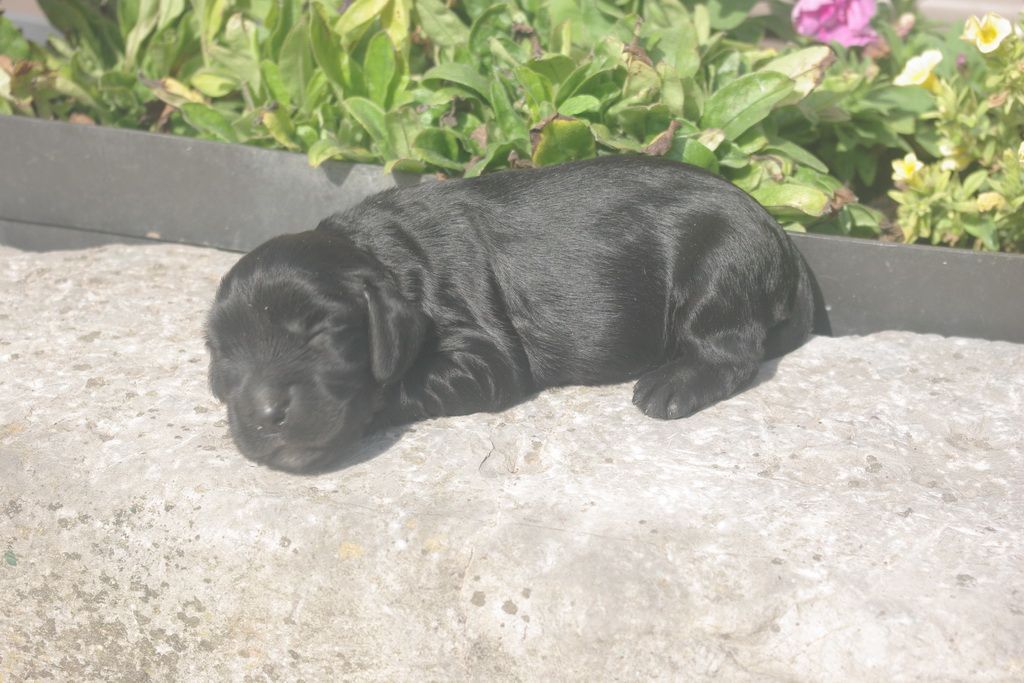 images/contenu/Chiots/Cocker/001/9-cocker_anglais_7.jpg