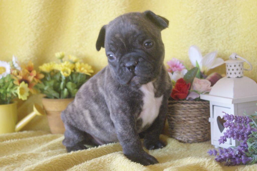 images/contenu/Chiots/Bouledogue/013/bouledogue_franais_003_13.jpg