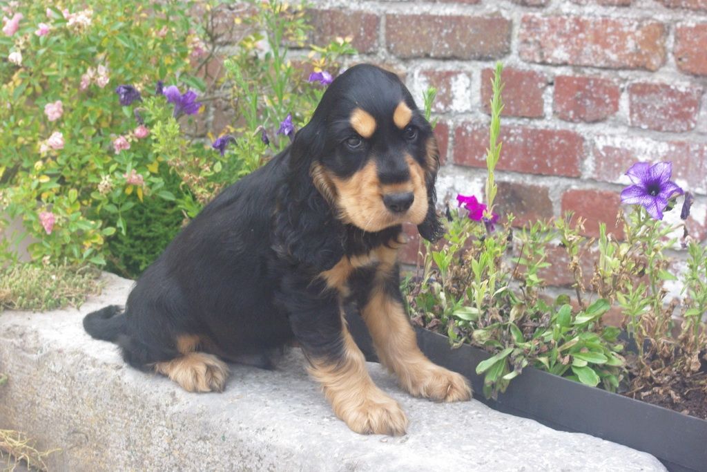 images/contenu/Chiots/Cocker/004/7-cocker_anglais_12.jpg