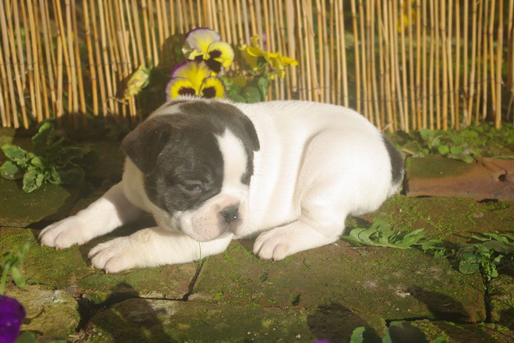 images/contenu/Chiots/Bouledogue/002/9-bouledogue_franais_12.jpg