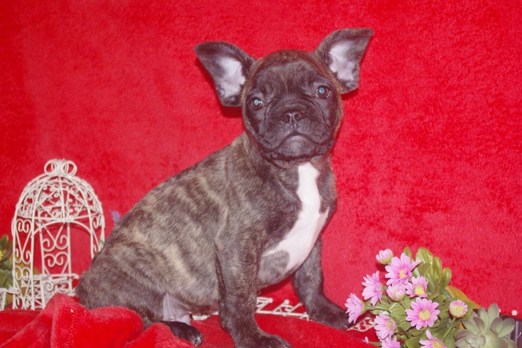 images/contenu/Chiots/Bouledogue/013/bouledogue_franais_001_10.jpg