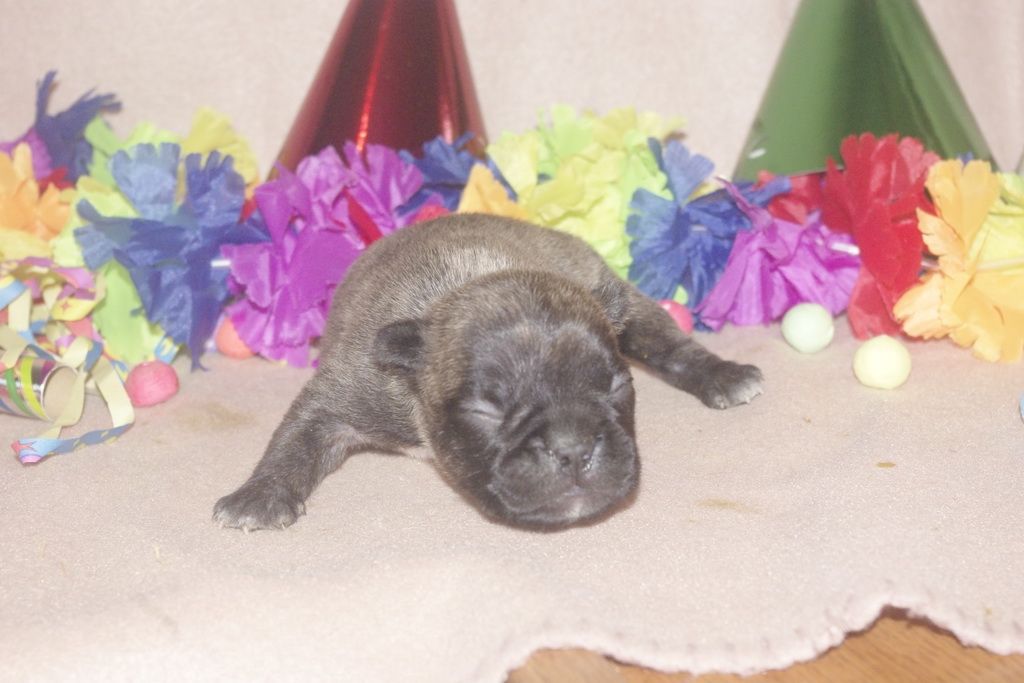 images/contenu/Chiots/Bouledogue/013/bouledogue_franais_004_8.jpg