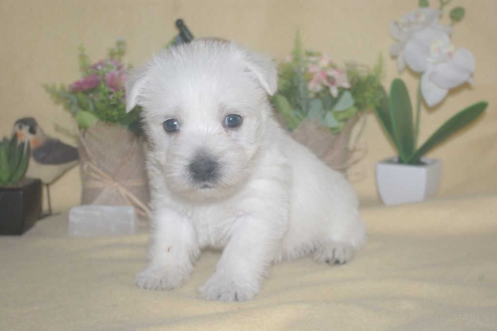 images/contenu/Chiots/westie/001/9-westie_2.jpg