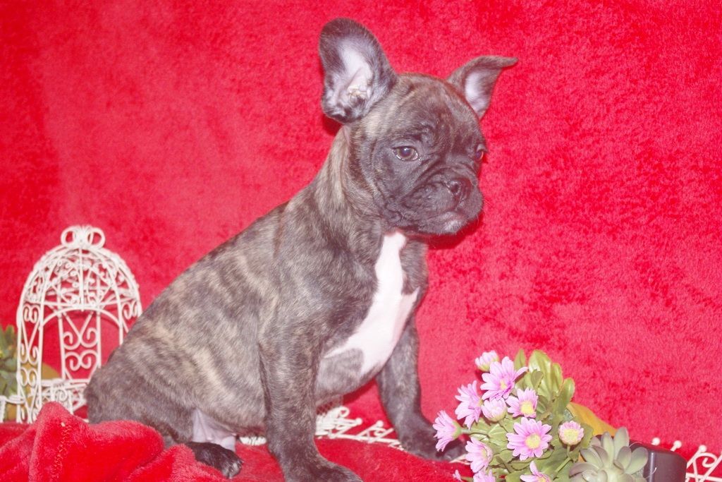 images/contenu/Chiots/Bouledogue/013/bouledogue_franais_001_11.jpg