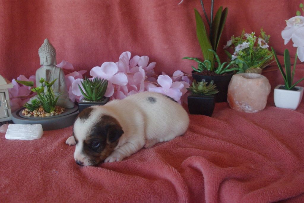 images/contenu/Chiots/jackrussel/002/9-jack_russel_6.jpg