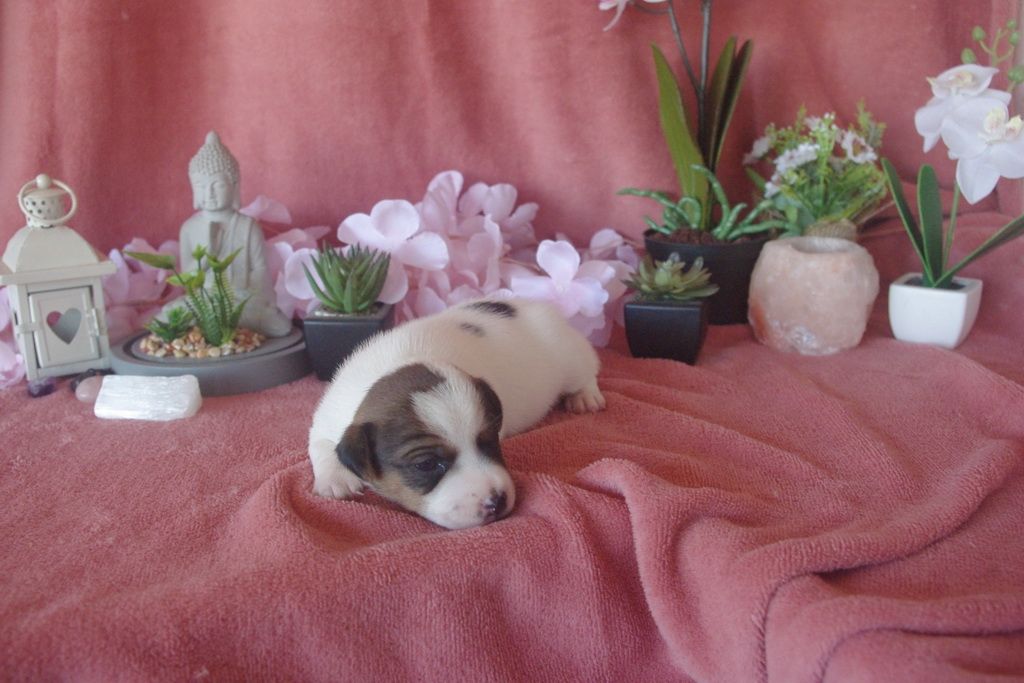 images/contenu/Chiots/jackrussel/002/9-jack_russel_9.jpg