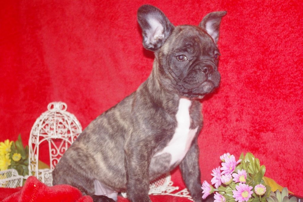 images/contenu/Chiots/Bouledogue/013/bouledogue_franais_001_12.jpg