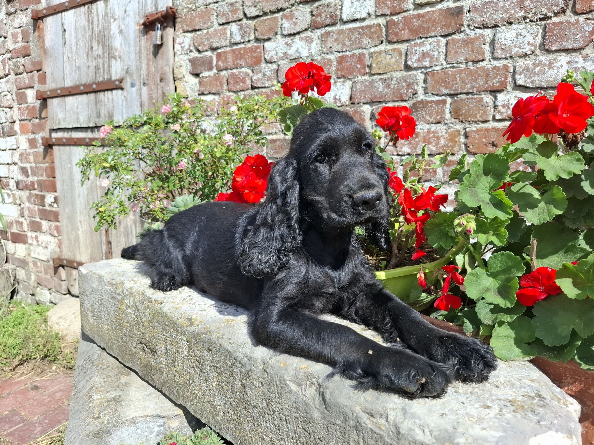 images/contenu/Chiots/Cocker/003/8-cocker_anglais_3.jpg