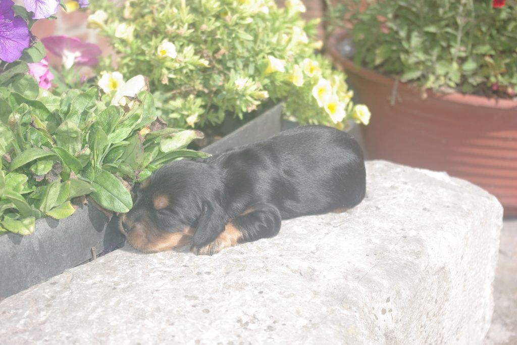 images/contenu/Chiots/Cocker/002/9-cocker_anglais_4.jpg