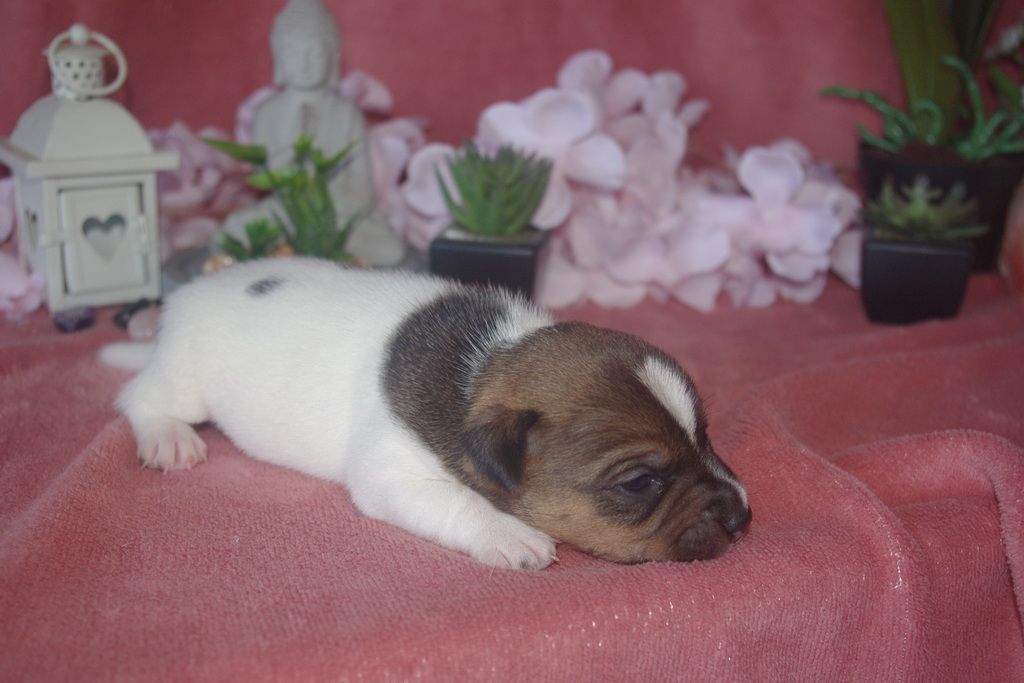 images/contenu/Chiots/jackrussel/004/9-jack_russel_11.jpg