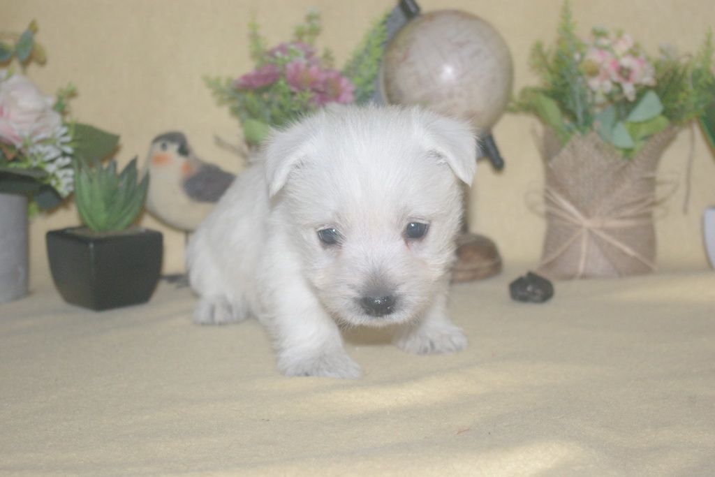 images/contenu/Chiots/westie/002/9-westie_20.jpg