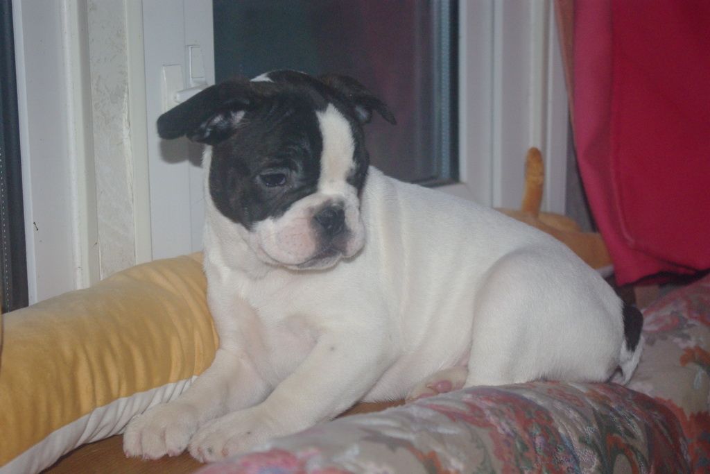 images/contenu/Chiots/Bouledogue/002/7-bouledogue_franais_3.jpg