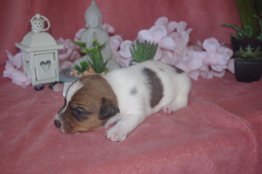 images/contenu/Chiots/jackrussel/003/9-jack_russel_7.jpg