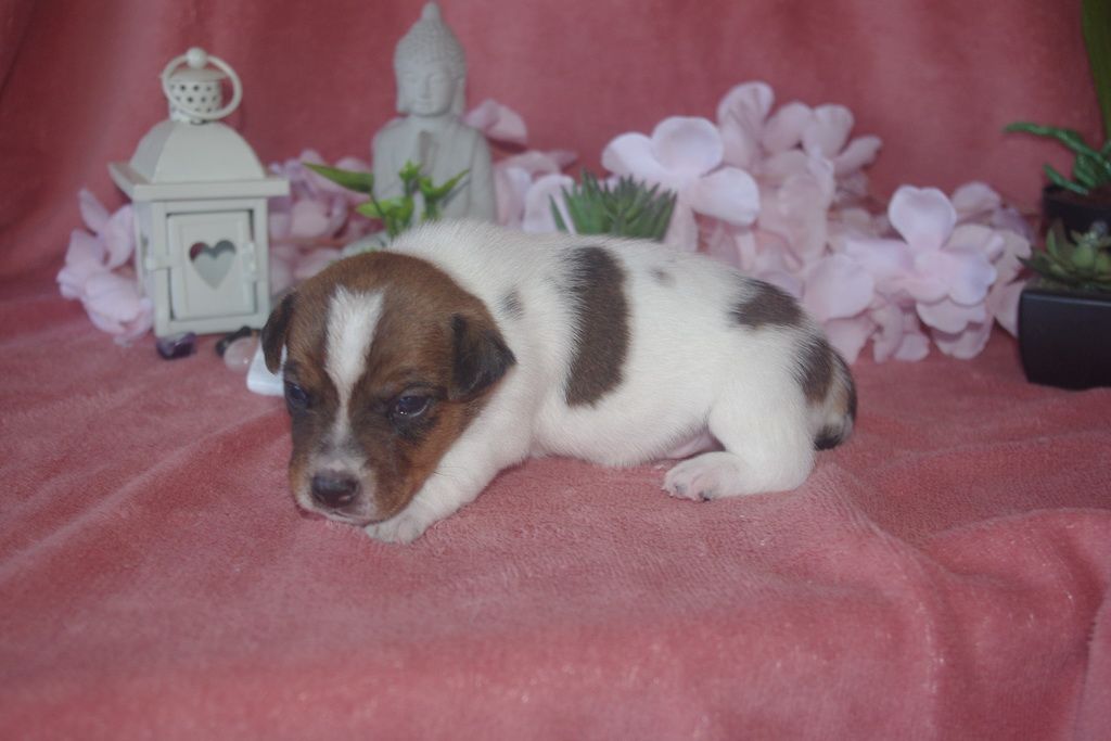 images/contenu/Chiots/jackrussel/003/9-jack_russel_8.jpg