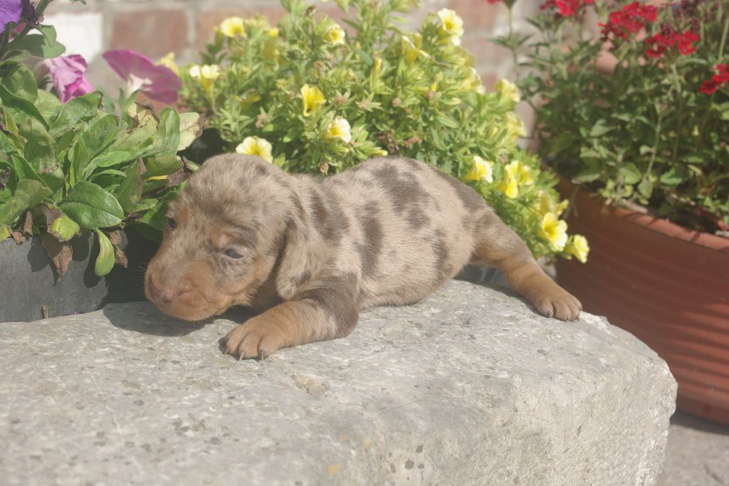 images/contenu/Chiots/teckel/003/9-teckel_5.jpg