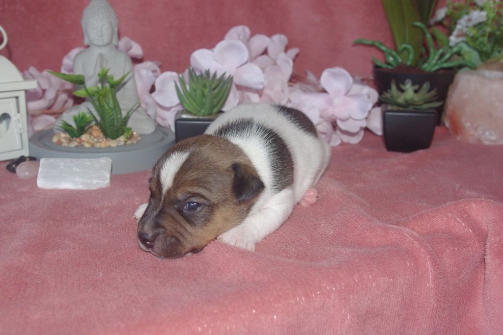 images/contenu/Chiots/jackrussel/004/9-jack_russel_6.jpg