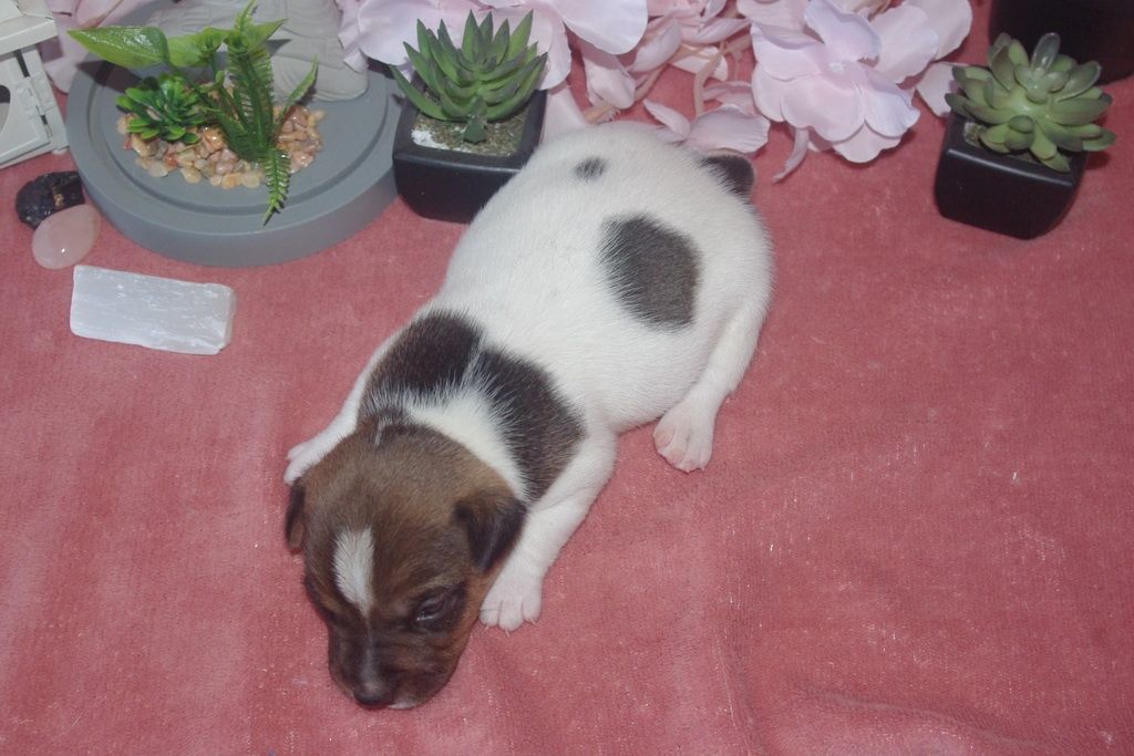 images/contenu/Chiots/jackrussel/004/9-jack_russel_9.jpg