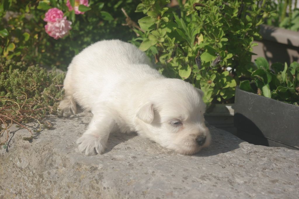 images/contenu/Chiots/westie/001/9-westie_6.jpg