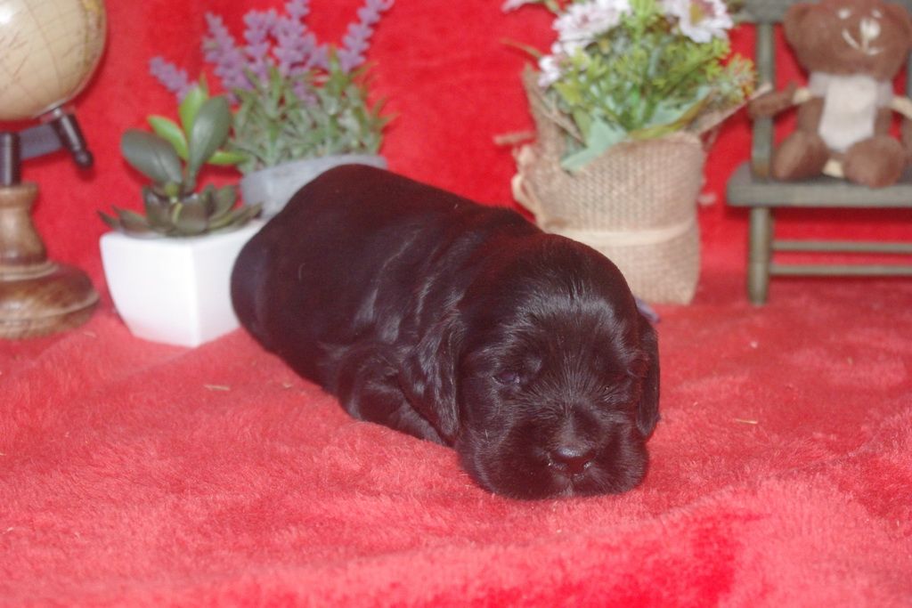 images/contenu/Chiots/Cocker/002/9_cocker_anglais_3.jpg