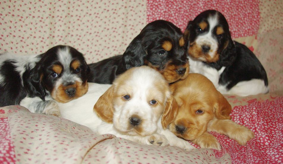 images/contenu/Chiots/Cocker/pasdechiots/cocker_anglais_9.jpg