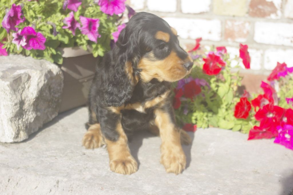 images/contenu/Chiots/Cocker/012/7_coker_anglais_12.jpg