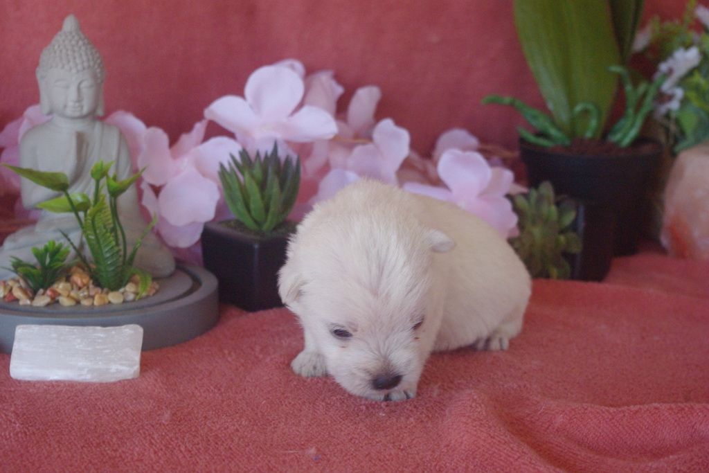 images/contenu/Chiots/westie/007/9-westie_3.jpg