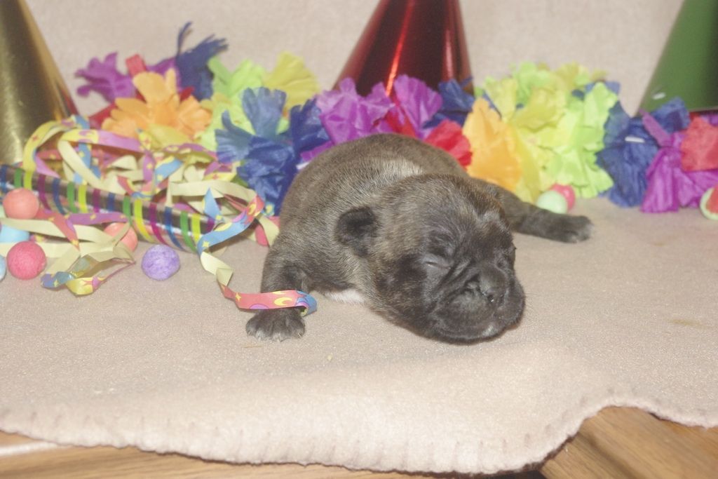 images/contenu/Chiots/Bouledogue/013/bouledogue_franais_004_6.jpg