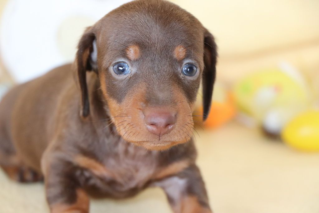 Les Chiens de la Bistade - teckel à poils ras 005