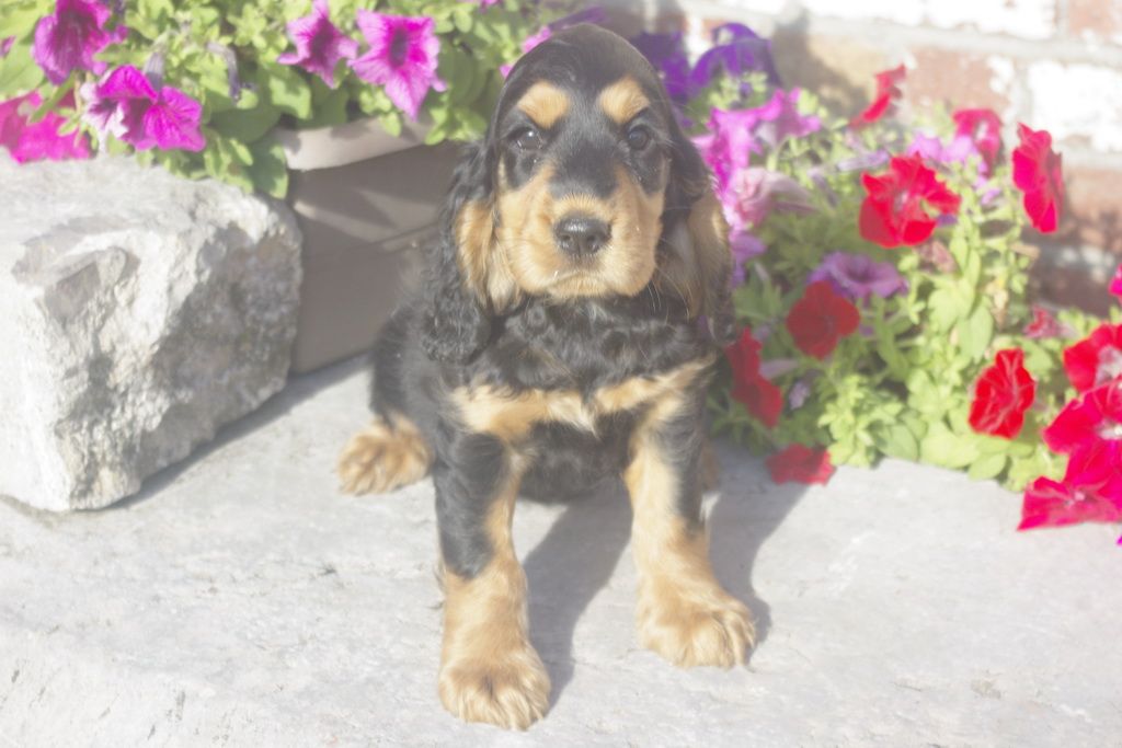 images/contenu/Chiots/Cocker/012/7_coker_anglais_13.jpg