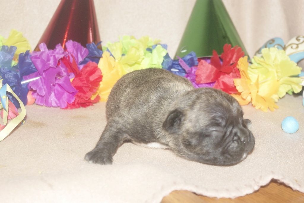 images/contenu/Chiots/Bouledogue/013/bouledogue_franais_004_7.jpg