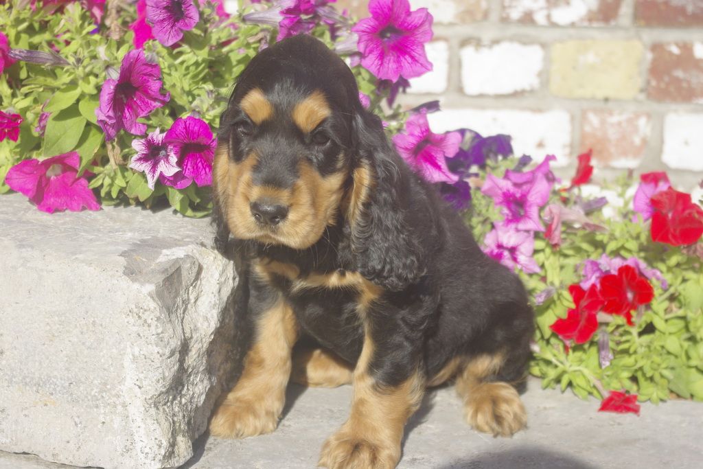 images/contenu/Chiots/Cocker/012/7_coker_anglais_11.jpg