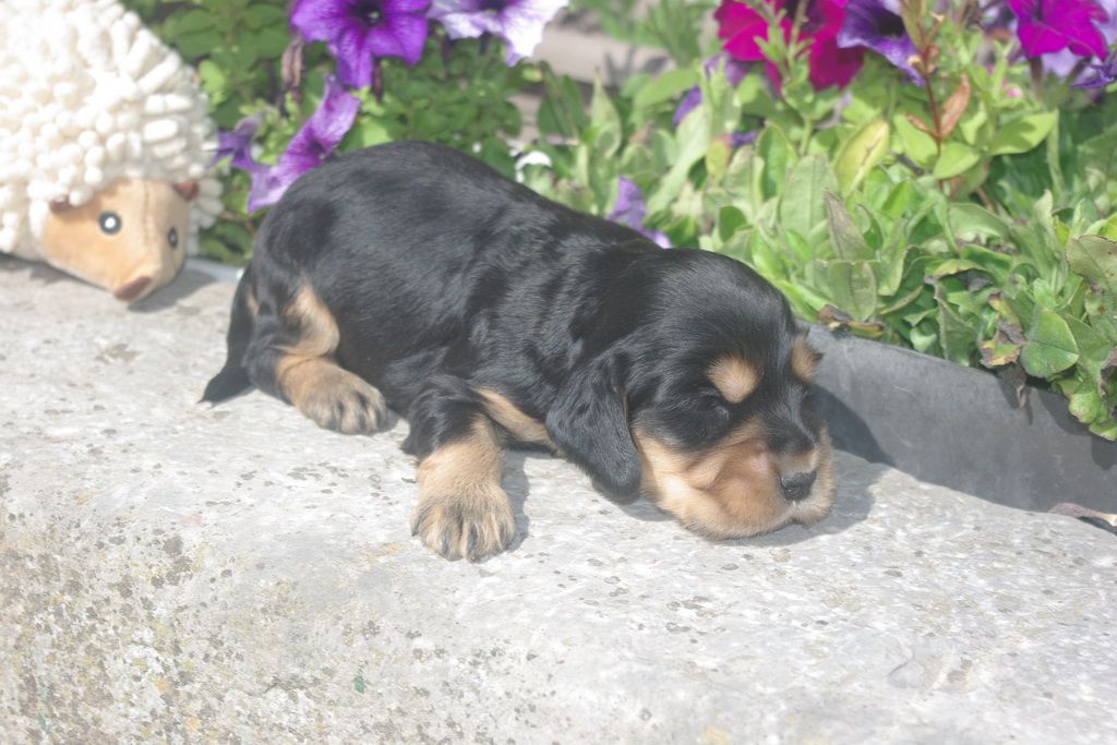images/contenu/Chiots/Cocker/003/8-cocker_anglais_3.jpg