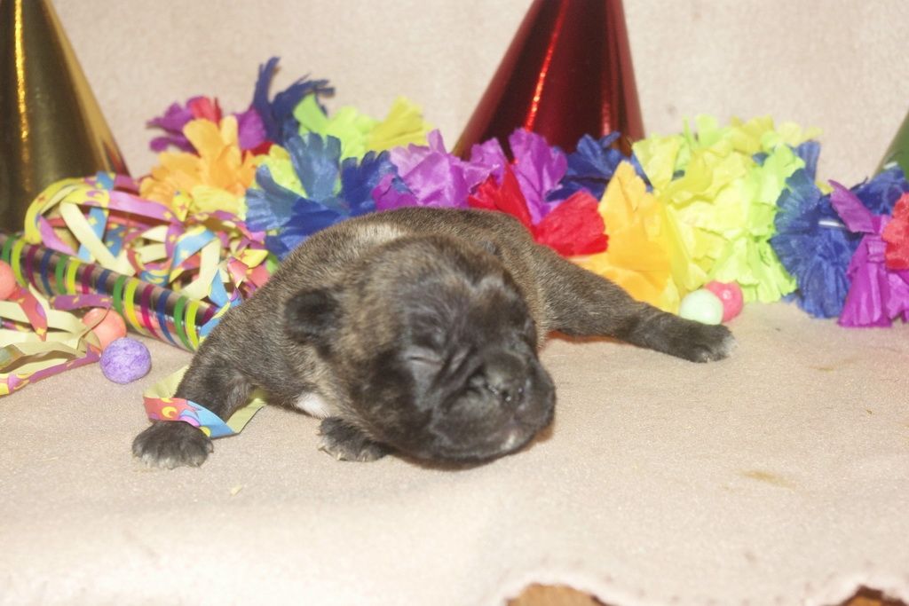 images/contenu/Chiots/Bouledogue/013/bouledogue_franais_004_5.jpg