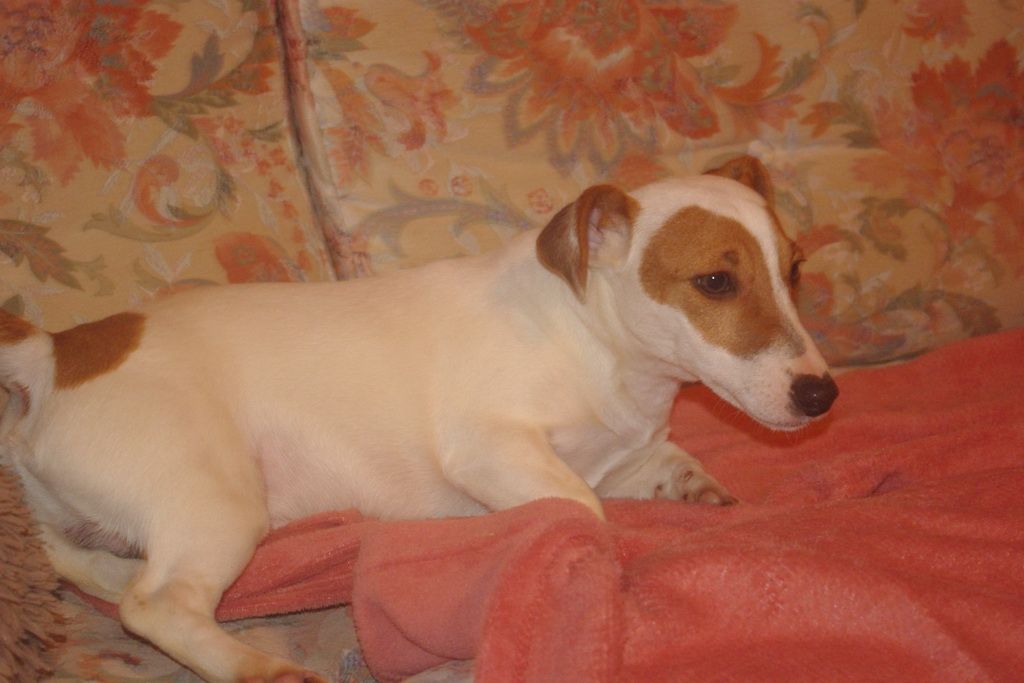 images/contenu/Chiots/jackrussel/005/5-jack_russel_13.jpg