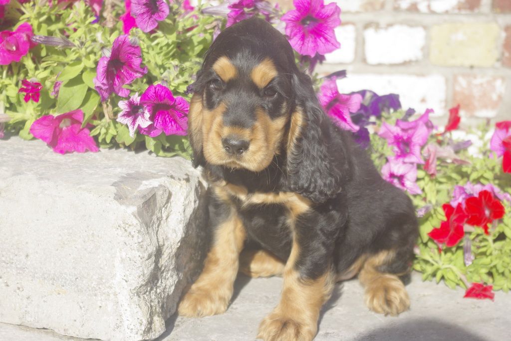 images/contenu/Chiots/Cocker/012/7_coker_anglais_10.jpg