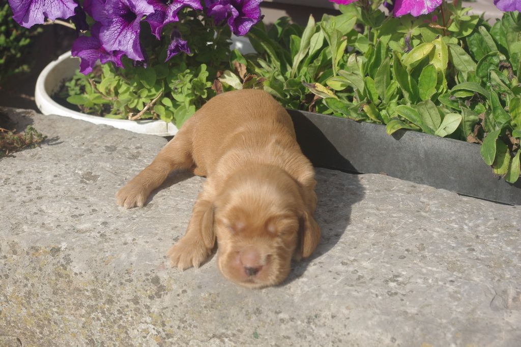 images/contenu/Chiots/Cocker/007/9-cocker_anglais_5.jpg