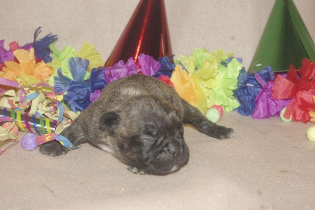 images/contenu/Chiots/Bouledogue/013/bouledogue_franais_004_4.jpg