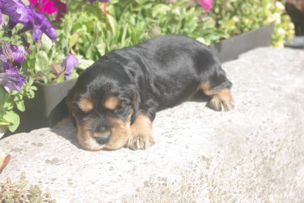 images/contenu/Chiots/Cocker/004/8-cocker_anglais_6.jpg