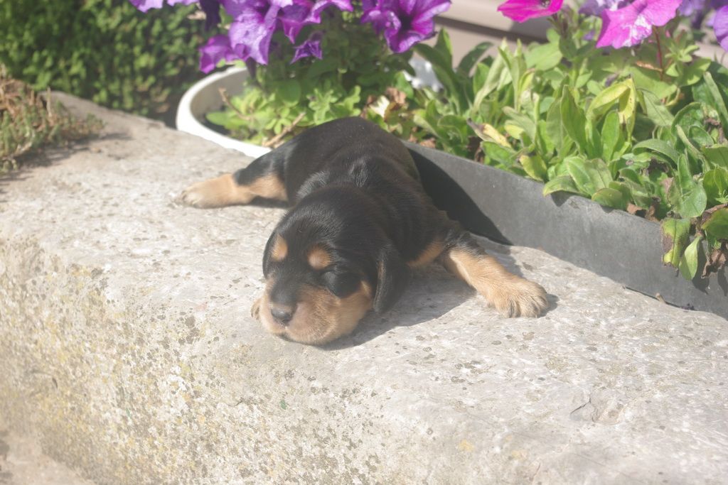 images/contenu/Chiots/Cocker/004/9-cocker_anglais_5.jpg