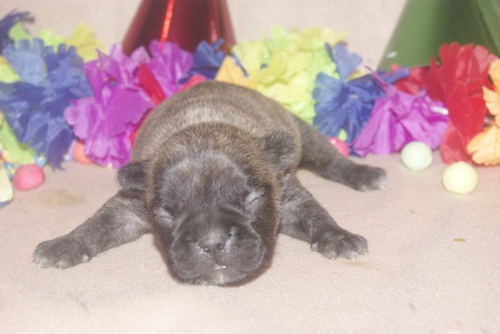 images/contenu/Chiots/Bouledogue/013/bouledogue_franais_004_1.jpg
