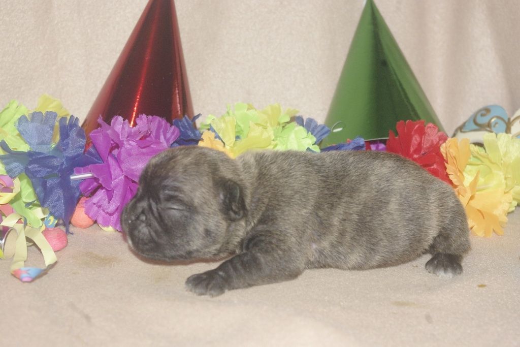 images/contenu/Chiots/Bouledogue/013/bouledogue_franais_004_2.jpg