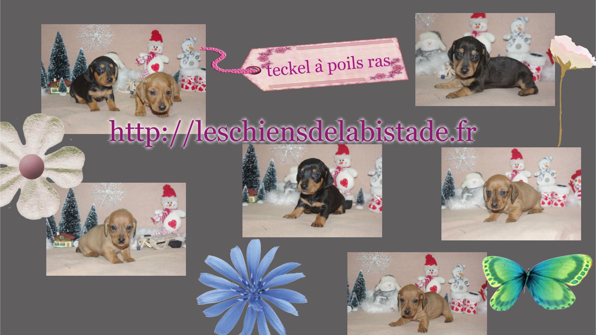 images/contenu/Chiots/teckel/pasdechiots/teckel__poils_ras_29.jpg