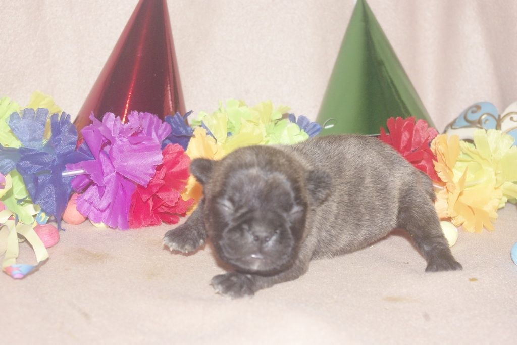 images/contenu/Chiots/Bouledogue/013/bouledogue_franais_004_3.jpg