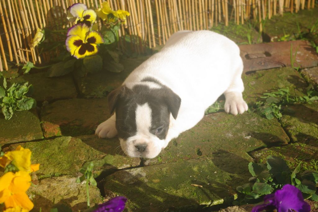images/contenu/Chiots/Bouledogue/002/9-bouledogue_franais_4.jpg