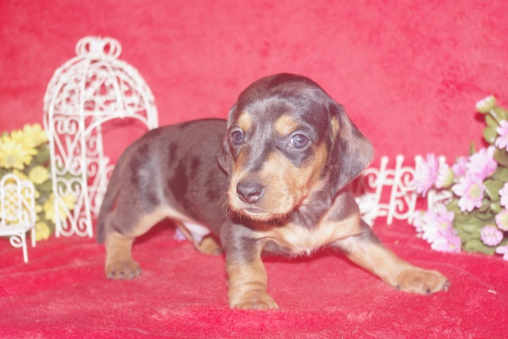 images/contenu/Chiots/teckel/005/teckel_001_6.jpg