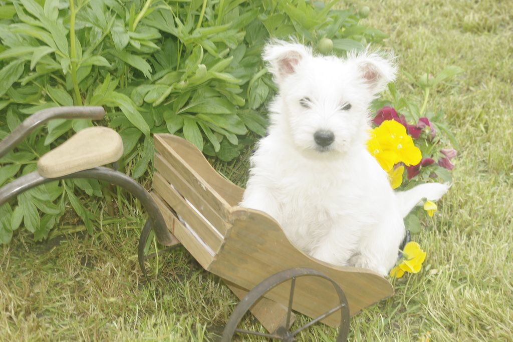 Les Chiens de la Bistade - westie 006