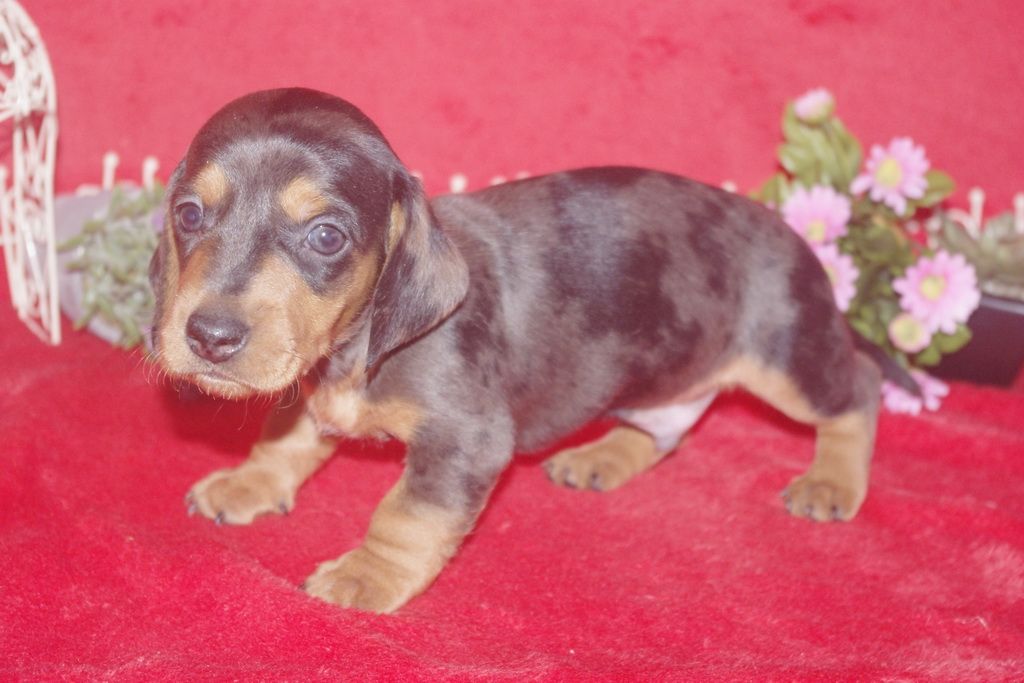 images/contenu/Chiots/teckel/005/teckel_001_7.jpg