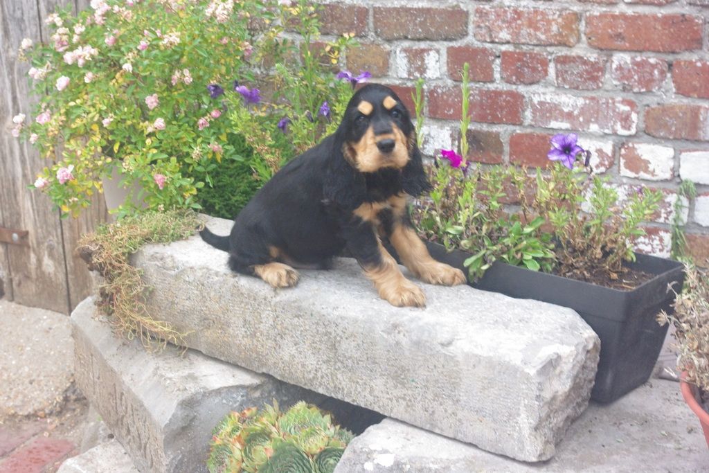 images/contenu/Chiots/Cocker/004/7-cocker_anglais_4.jpg