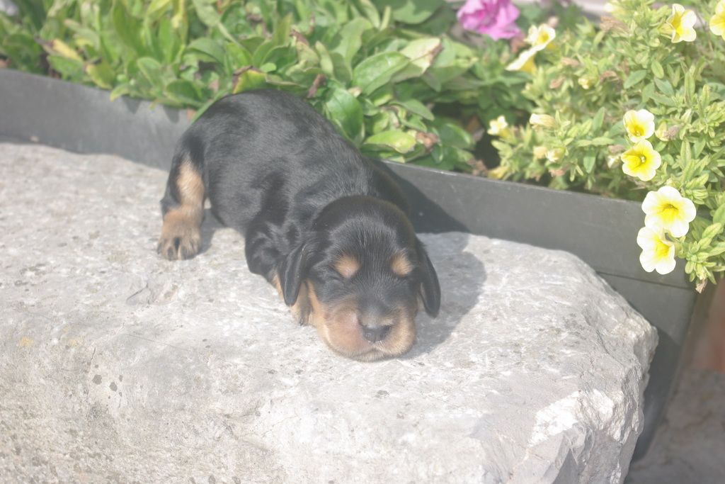 images/contenu/Chiots/Cocker/003/9-cocker_anglais_2.jpg